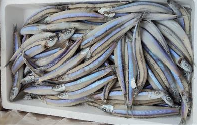 丁香魚
